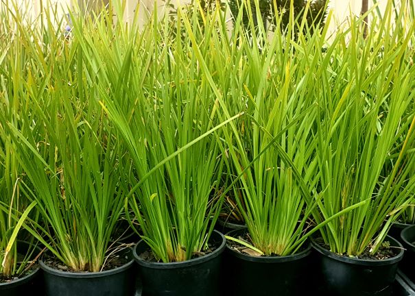 Lomandra Little Pal – Moss Growers Direct