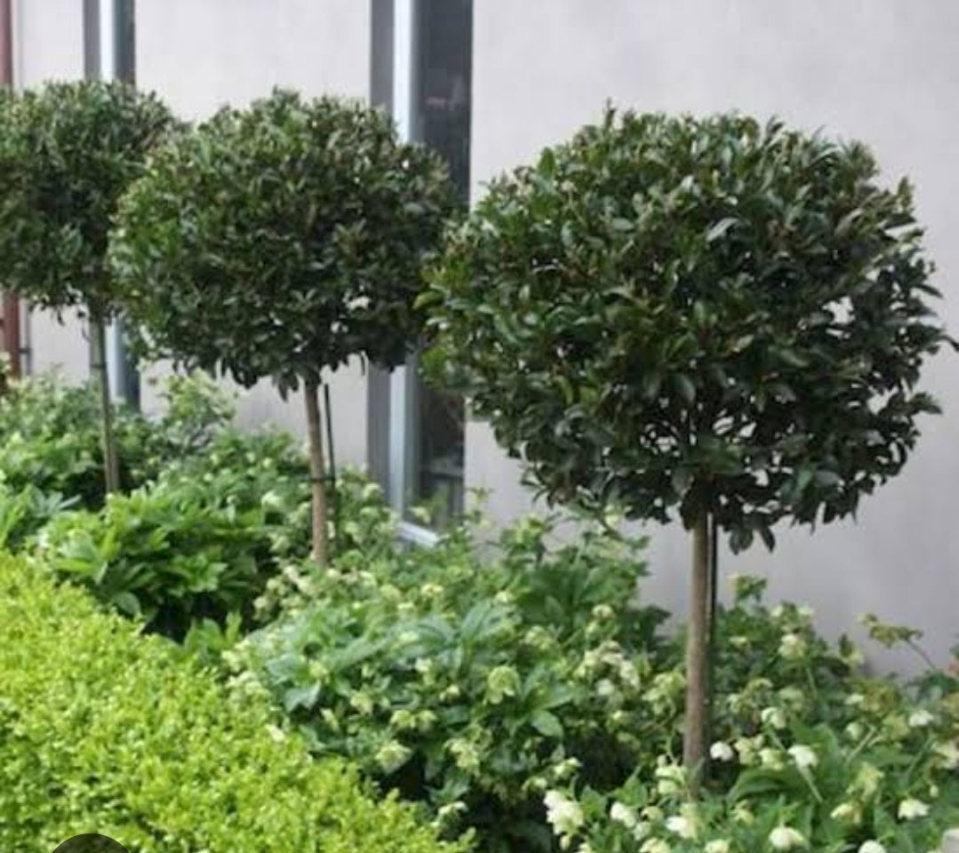 Ficus Hilli Flash Standard – Moss Growers Direct