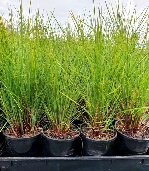 Lomandra Frosty Tops – Moss Growers Direct